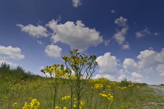 summery meadow with yellow flowers