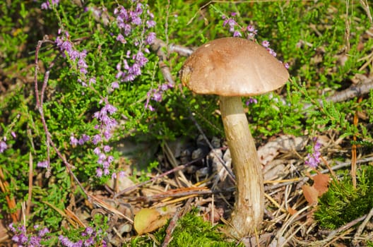 Leccinum