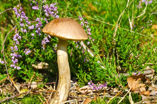 Leccinum