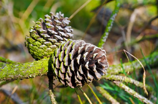 Conifer cone