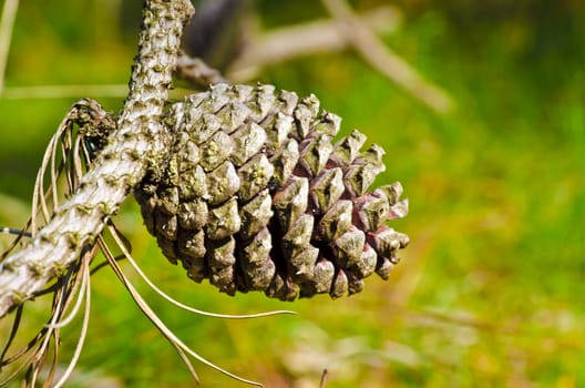 Conifer cone