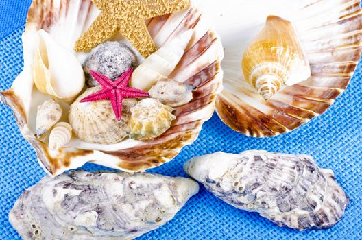 different mussel collection on blue background