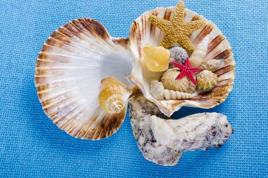 different mussel collection on blue background