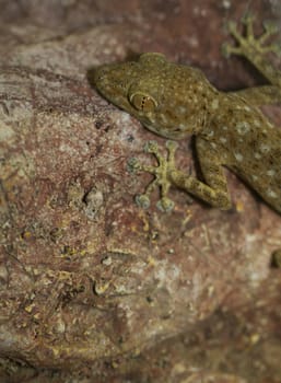 fan toed gecko hanging on a stone wall (ptyodactylus hasselquistii)