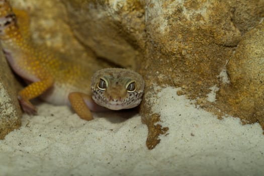 smiling leopard gecko on desert