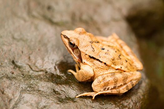 Close-up from a yellow frog