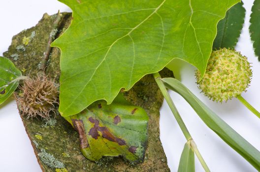 Autumn is one of the four temperate seasons.