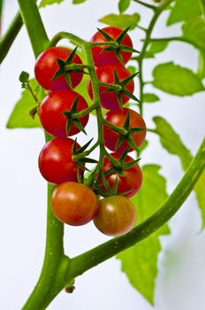 Cherry tomatoes range in size from a thumbtip up to the size of a golf ball, and can range from being spherical to slightly oblong in shape.