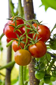 Cherry tomatoes range in size from a thumbtip up to the size of a golf ball, and can range from being spherical to slightly oblong in shape.
