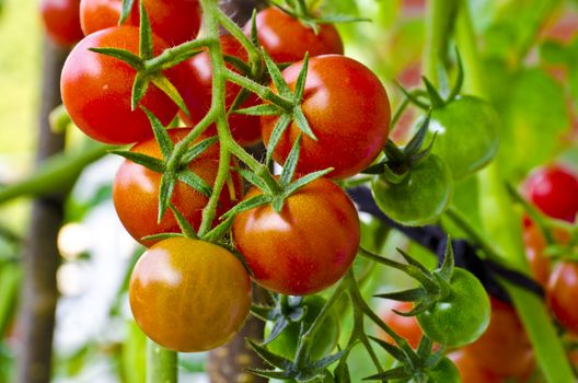 Cherry tomatoes range in size from a thumbtip up to the size of a golf ball, and can range from being spherical to slightly oblong in shape.