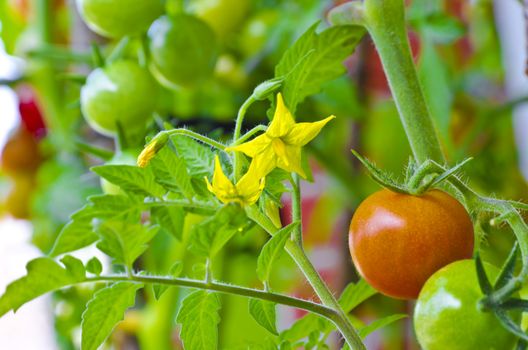 Cherry tomatoes range in size from a thumbtip up to the size of a golf ball, and can range from being spherical to slightly oblong in shape.