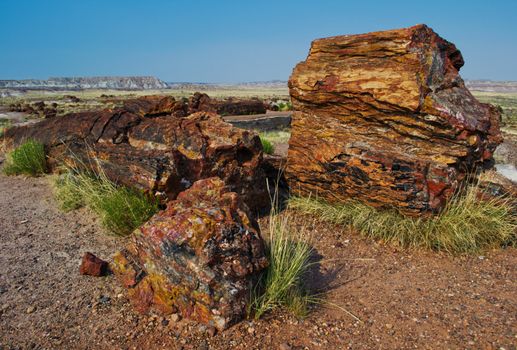 Colorful crystalized log located in the Petrified National Park, Arizona, U.S.A.