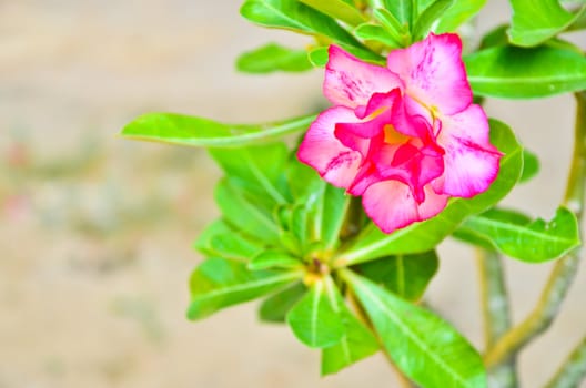 Tropical flower Pink Adenium