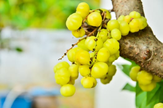 Gooseberry fruit on the tree.