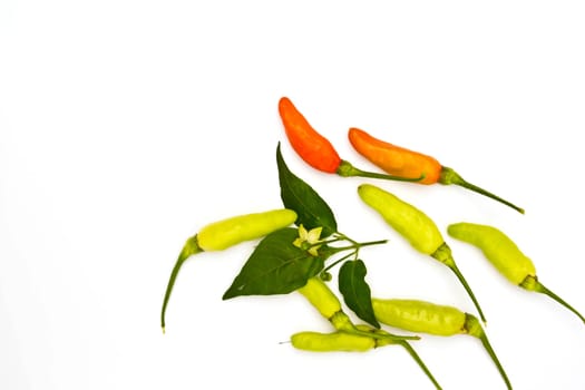 Pepper on white background