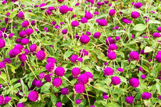 Amaranth on the hill side