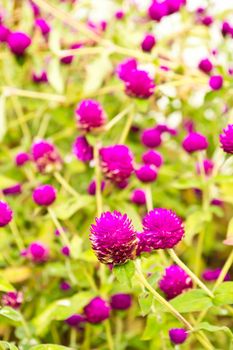 Amaranth on the hill side