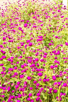 Amaranth on the hill side