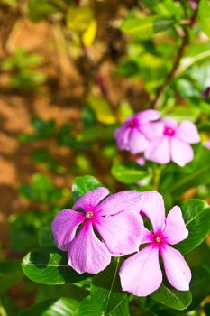 Vinca flower in gargen