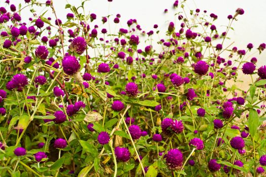 Amaranth on the hill side