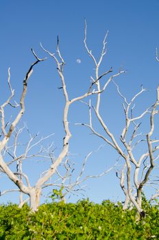 Daytime moon between tree branches at Mesa Verde National Park, Colorado