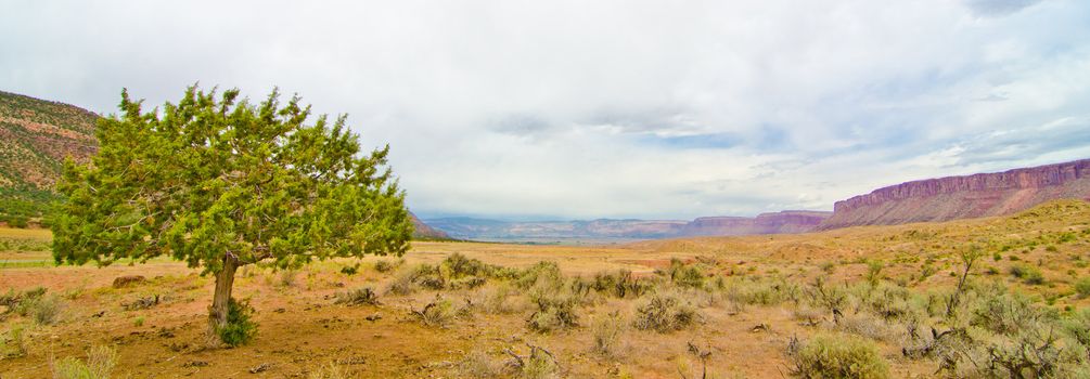 Juniper Tree in the Desert in Far Western Colorado