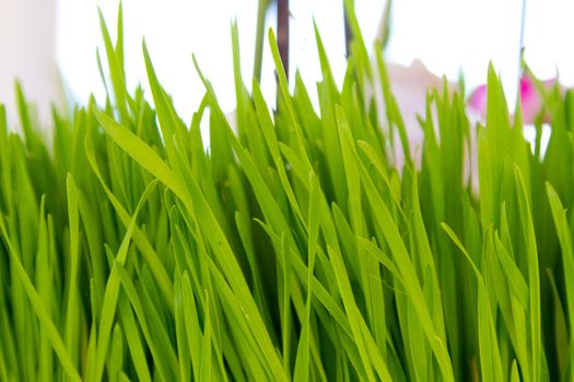 Green grass photographed from the side to show the stalks rising up in a unique abstract background texture.