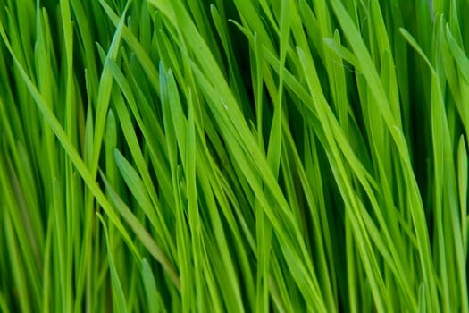 Green grass photographed from the side to show the stalks rising up in a unique abstract background texture.