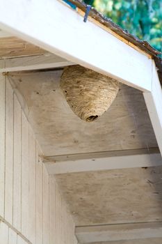 A huge bee hive in the eves of a building's roof outdoors.