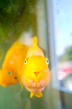 Some gold fish swim in an aquarium and look towards the camera while underwater.