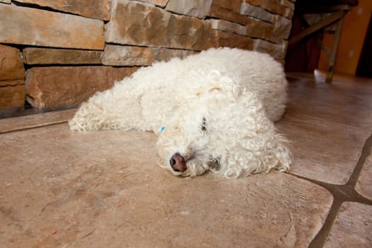 A white dog lays on the ground in a cellar and sleeps on the cold surface on a hot summer day.