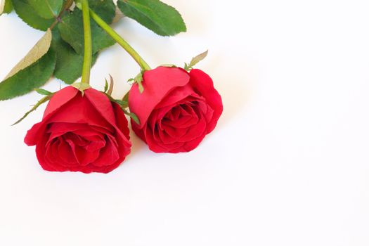 Two red roses on white background with space for text