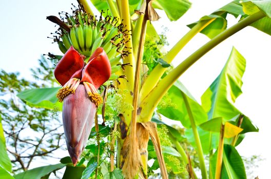 Banana blossom in the garden,Thailand.