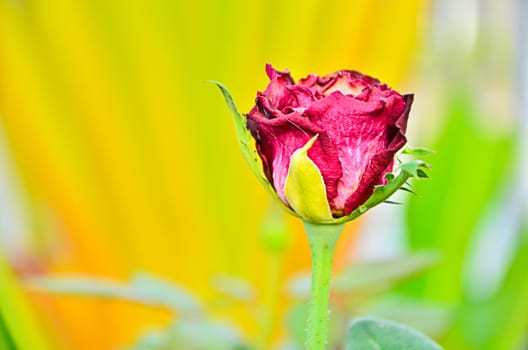 Dried red rose.