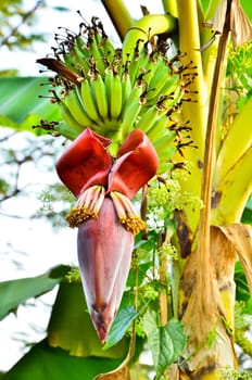 Banana flower