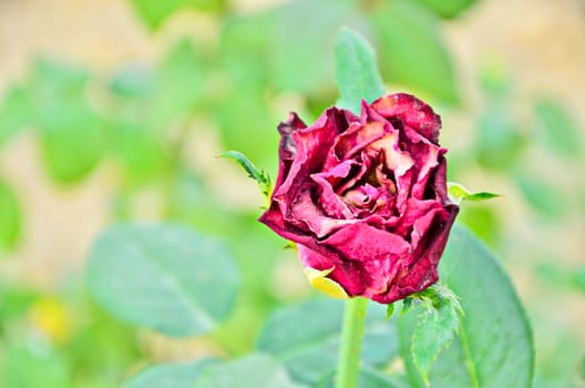 Faded rose isolated