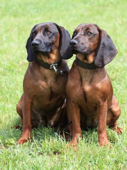 Portrait of two Bavarian Mountain Scenthound