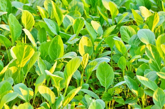 Kale plants convert sunlight in the morning.