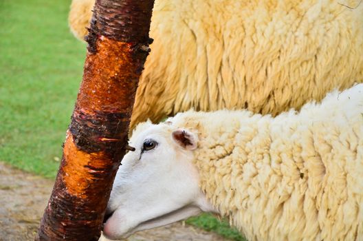 Sheep eat the bark.
