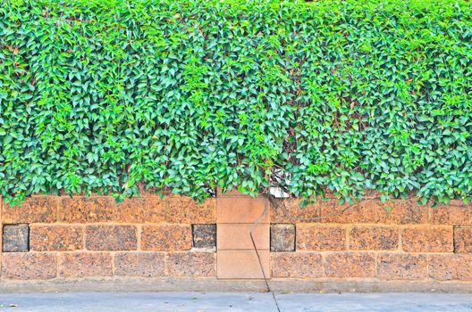 Green leaf wall