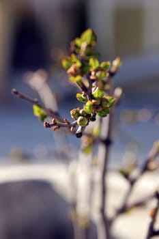 Closeup of a budding tree branch in spring