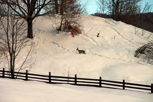 A lonely young deer in the snow