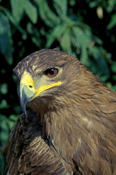 A golden eagle with a leafy environment