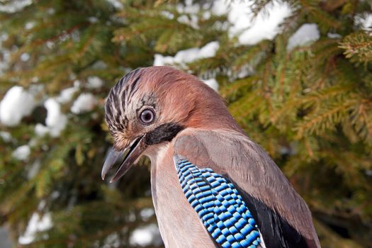 Close-up of an Eurasian Jay (Garrulus glandarius) on a pine tree in winter