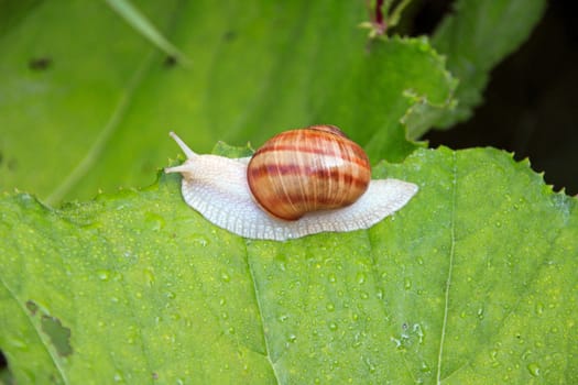 Closeup of a Burgundy snail on a leaf