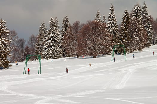 Ski slope along huge pine trees with skiers
