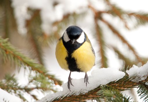 Close-up of a Great Tit sitting on a pine