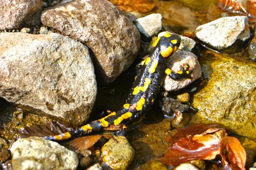 Yellow salamander