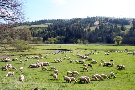 Lamb grazing in the mountains.