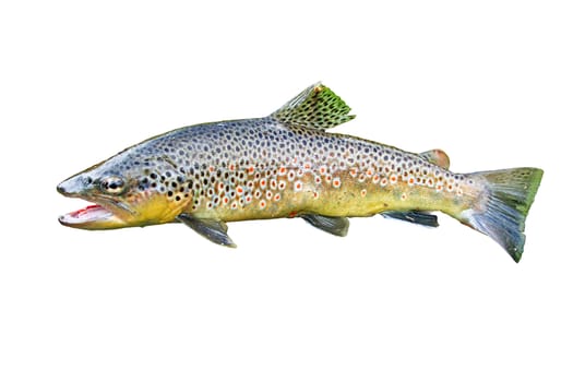 A common trout isolated on white background